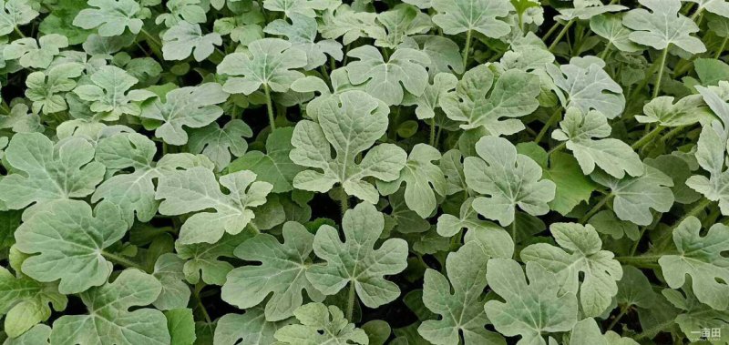 龙卷风-嫁接西瓜苗直生苗抗病抗重茬