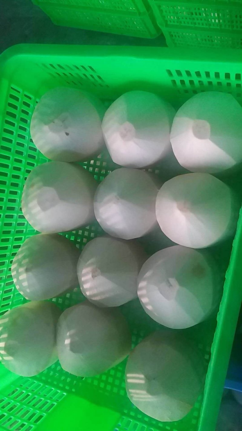 越南椰子