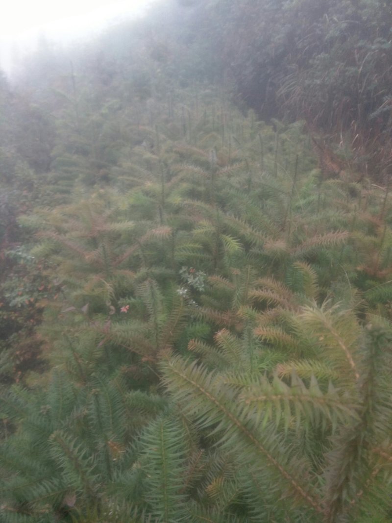 自家苗圃杉木小苗，常年供应