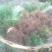 自家苗圃杉木小苗，常年供应