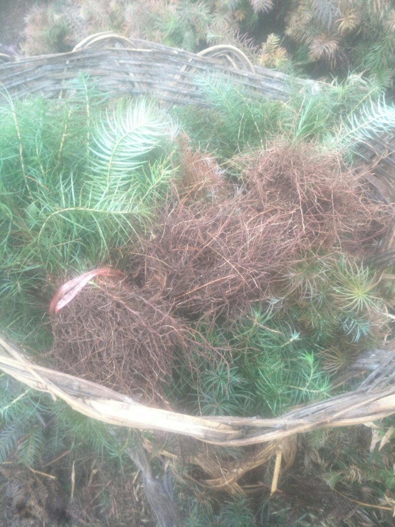 自家苗圃杉木小苗，常年供应
