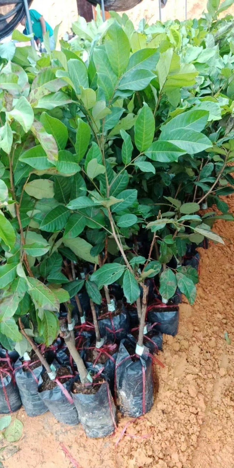 红毛丹苗嫁接苗两年嫁接苗越南红毛丹苗