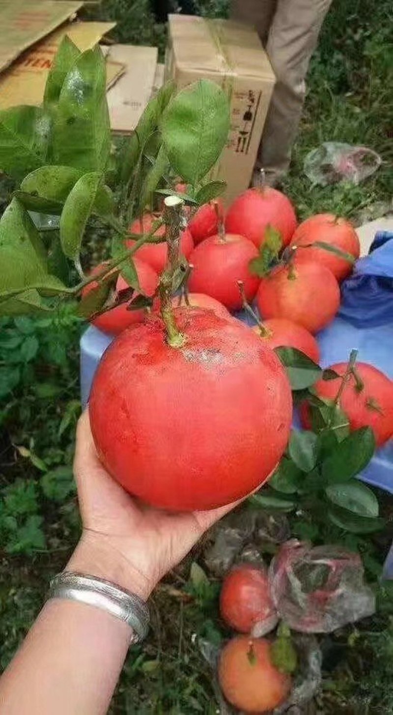泰国葡萄柚子苗柚子苗泰国暹罗红柚苗