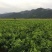 红美人28号柑橘苗两年苗品种纯正销往全国。