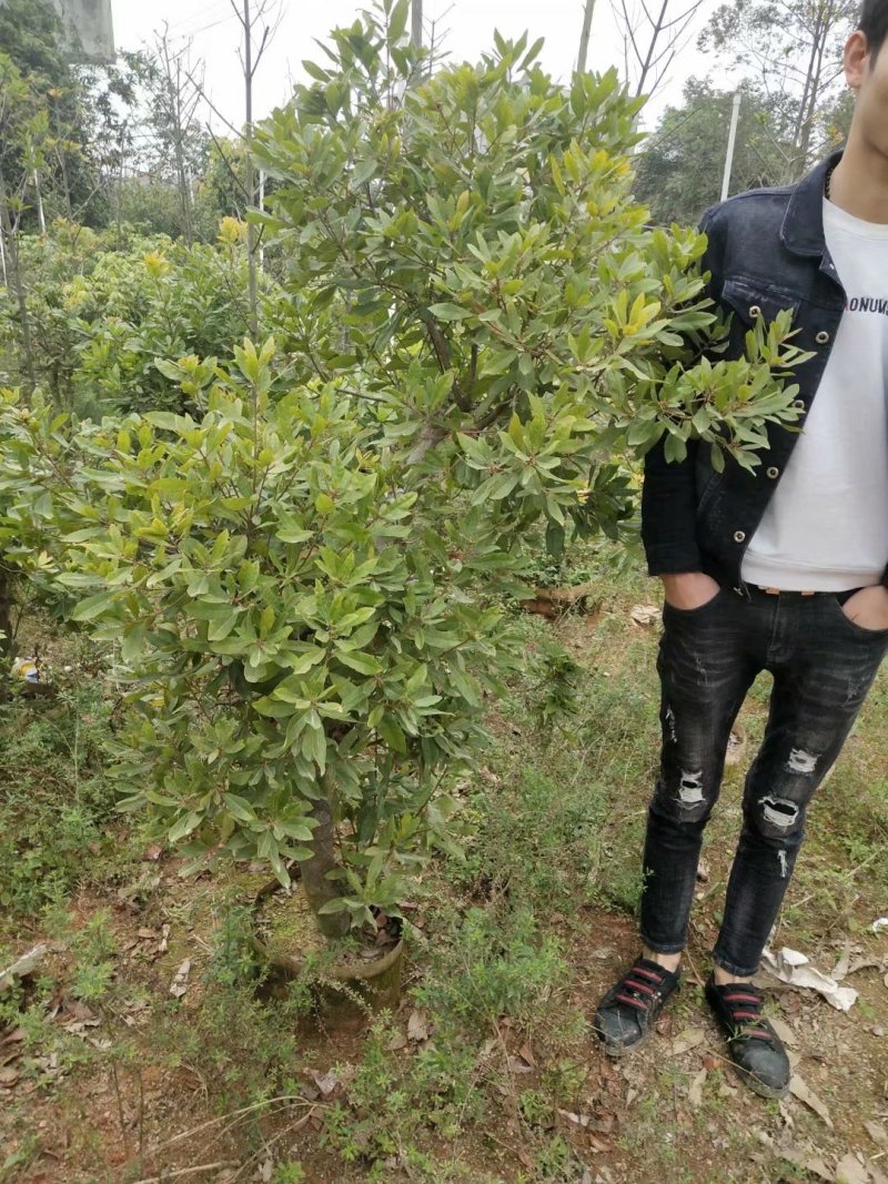 东魁杨梅苗杨梅苗2年靓苗黑炭杨梅苗