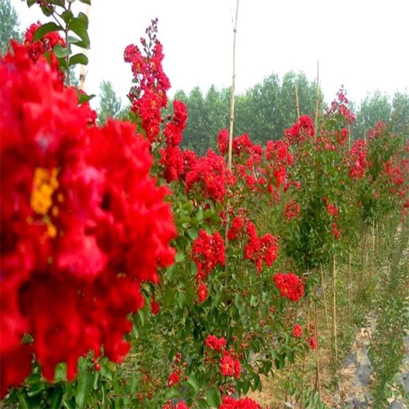 红火球紫薇苗保证品包质量欢迎实地选苗