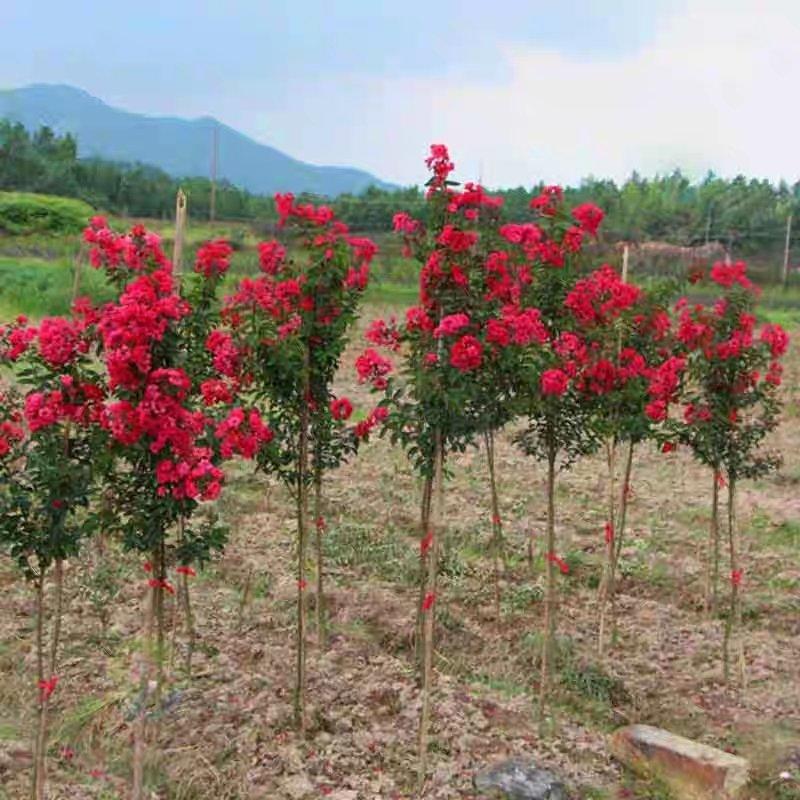 红火球紫薇苗保证品包质量欢迎实地选苗