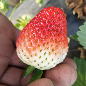 草莓