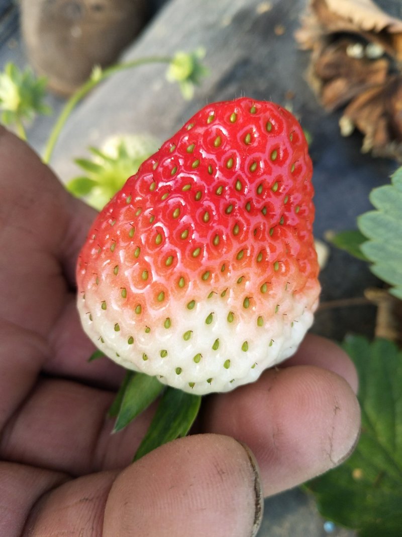 草莓