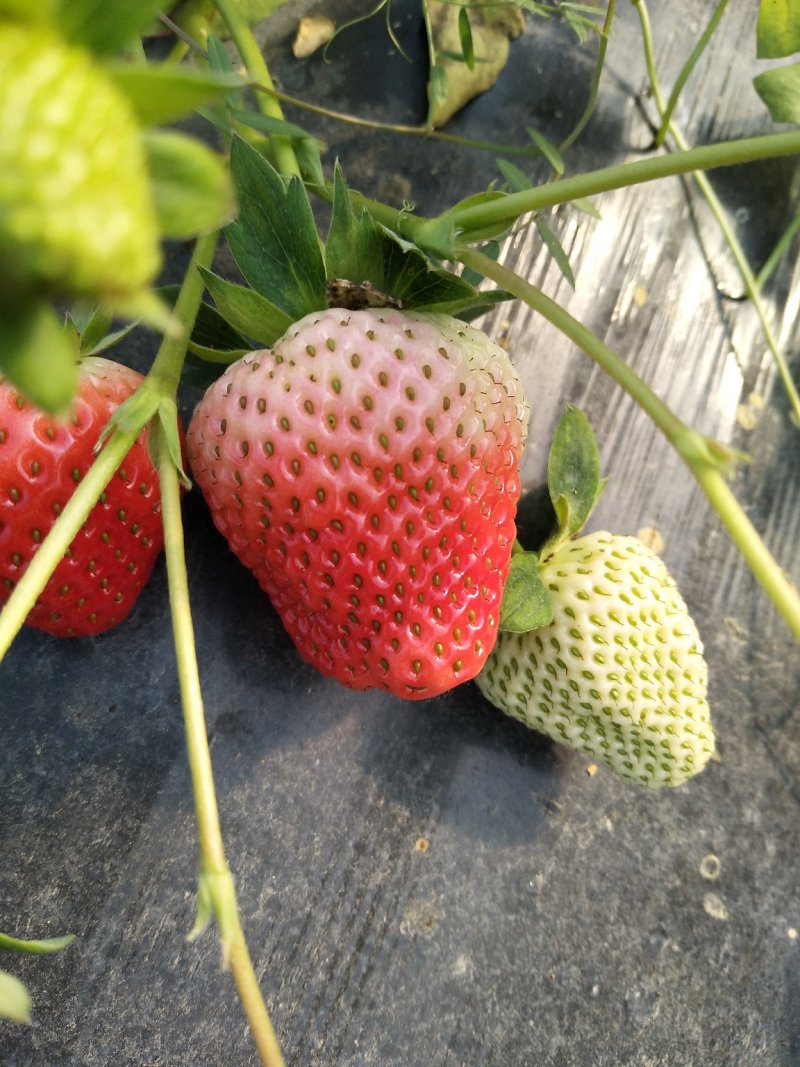 草莓