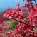新品常年红红枫苗（速生生长速度快）南方北方可以种植