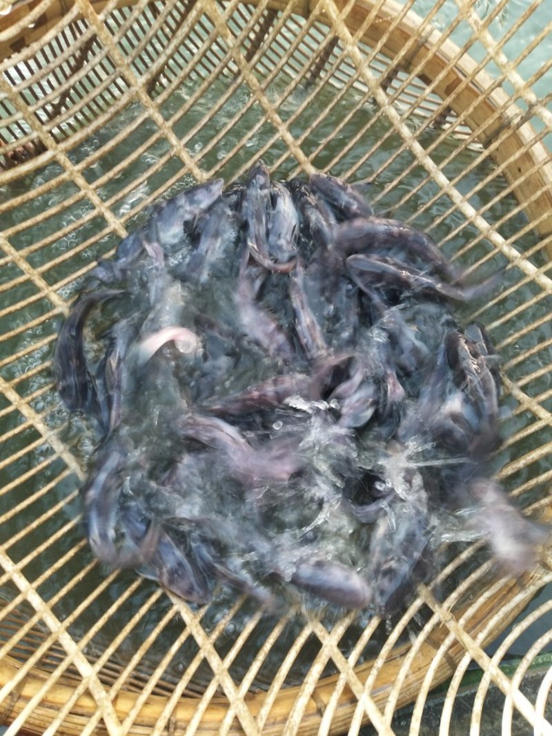 长吻鮠江团吻鱼苗江团鱼苗鮰鱼苗可送货上门货到付款