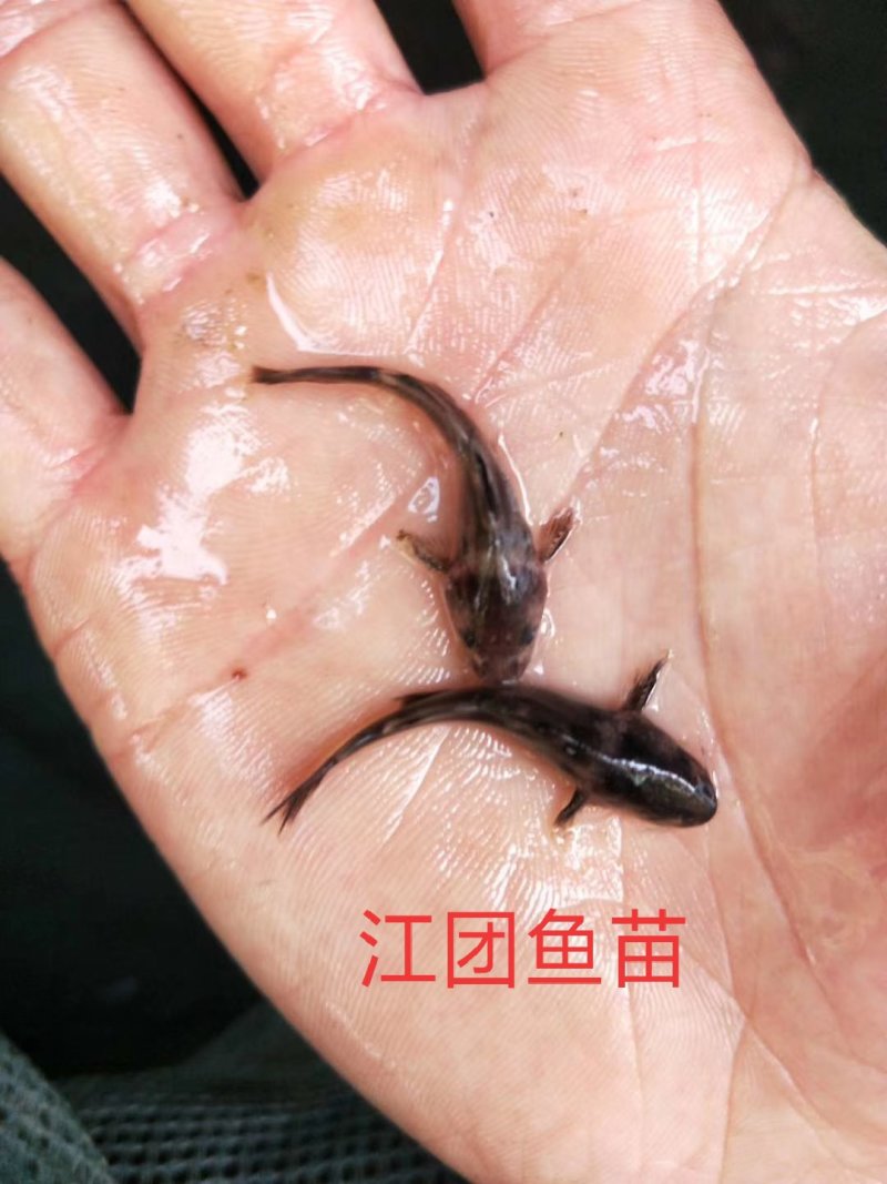长吻鮠江团吻鱼苗江团鱼苗鮰鱼苗可送货上门货到付款
