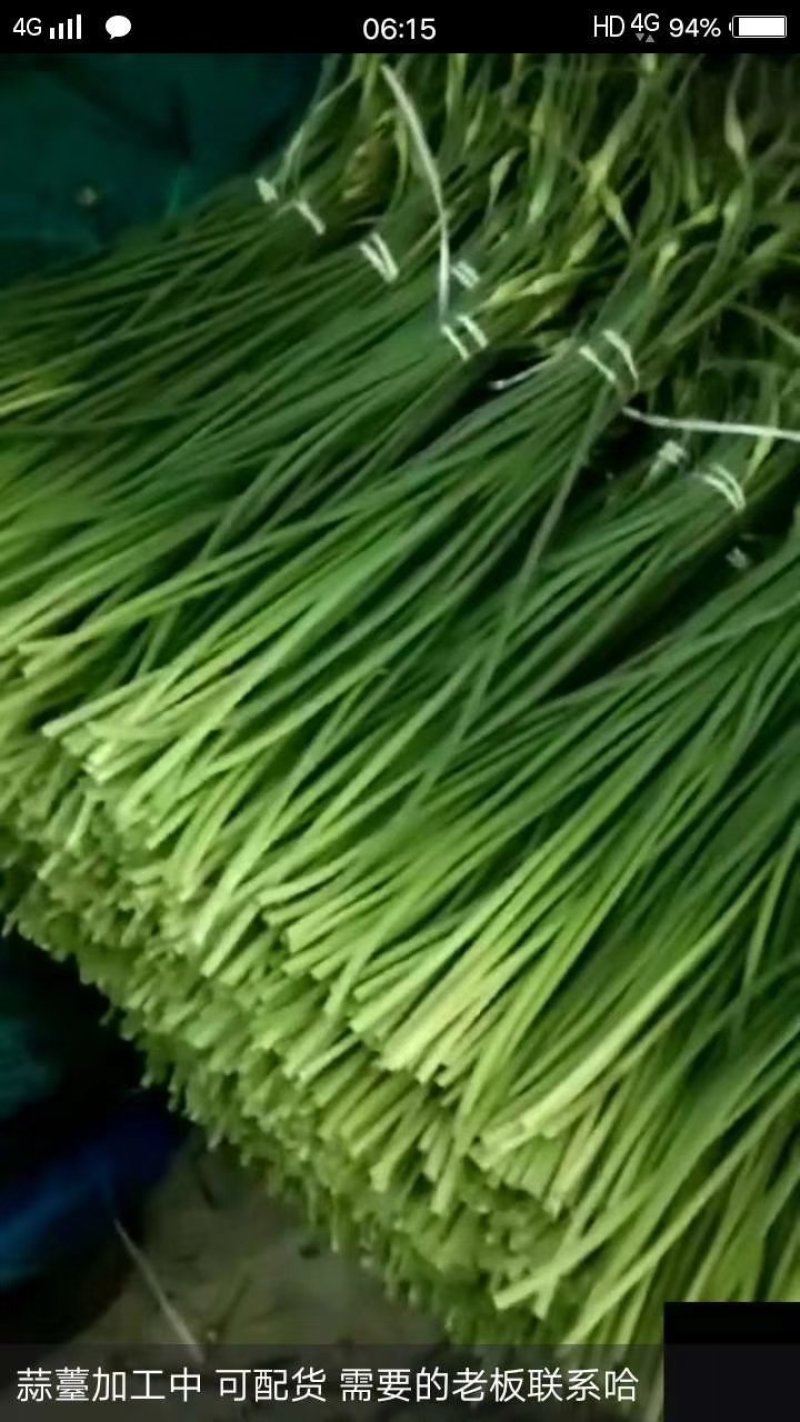 蒜薹精品白帽红帽均有货