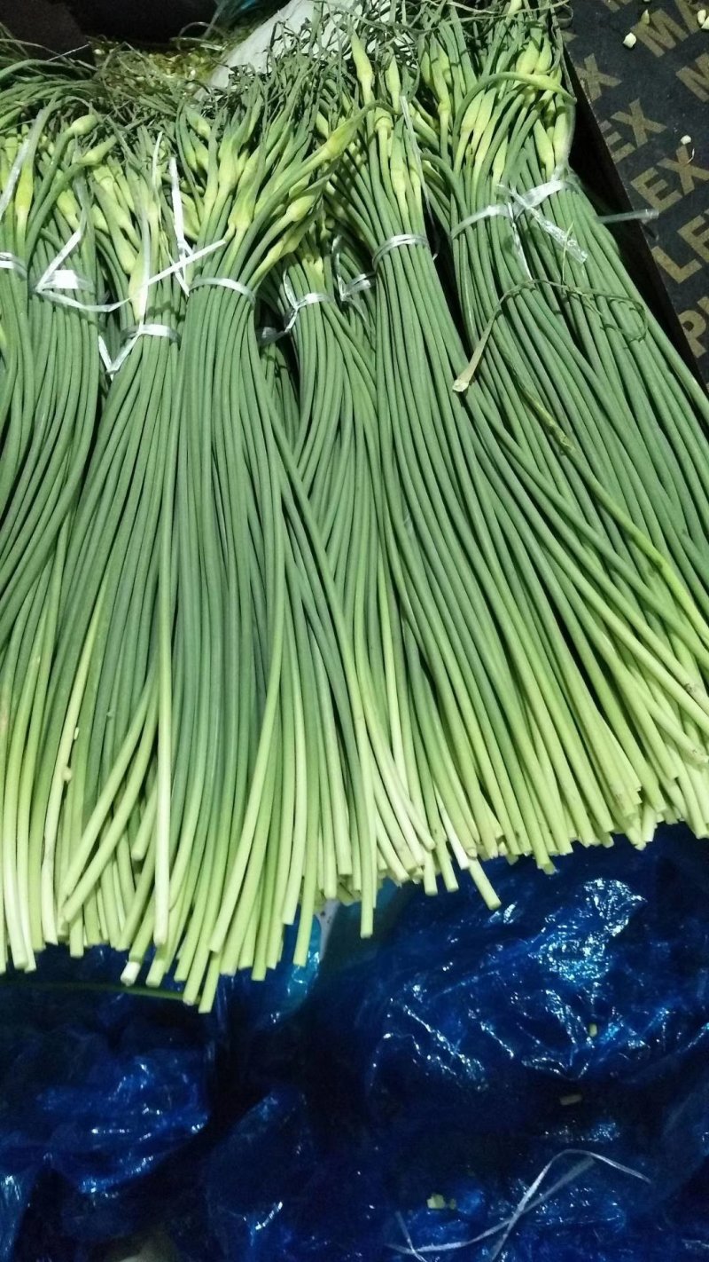 蒜薹精品白帽红帽均有货