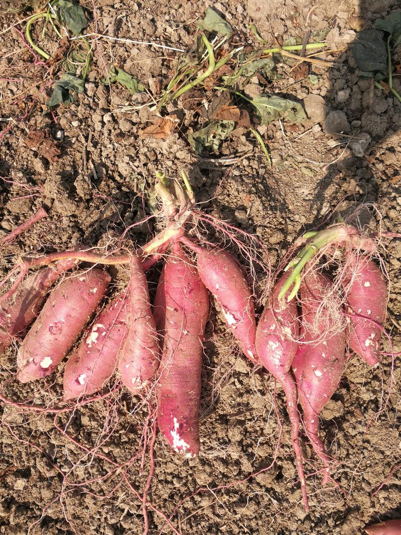 【精品】商薯19红薯种薯高产包成活免费提供技术指导欢迎采