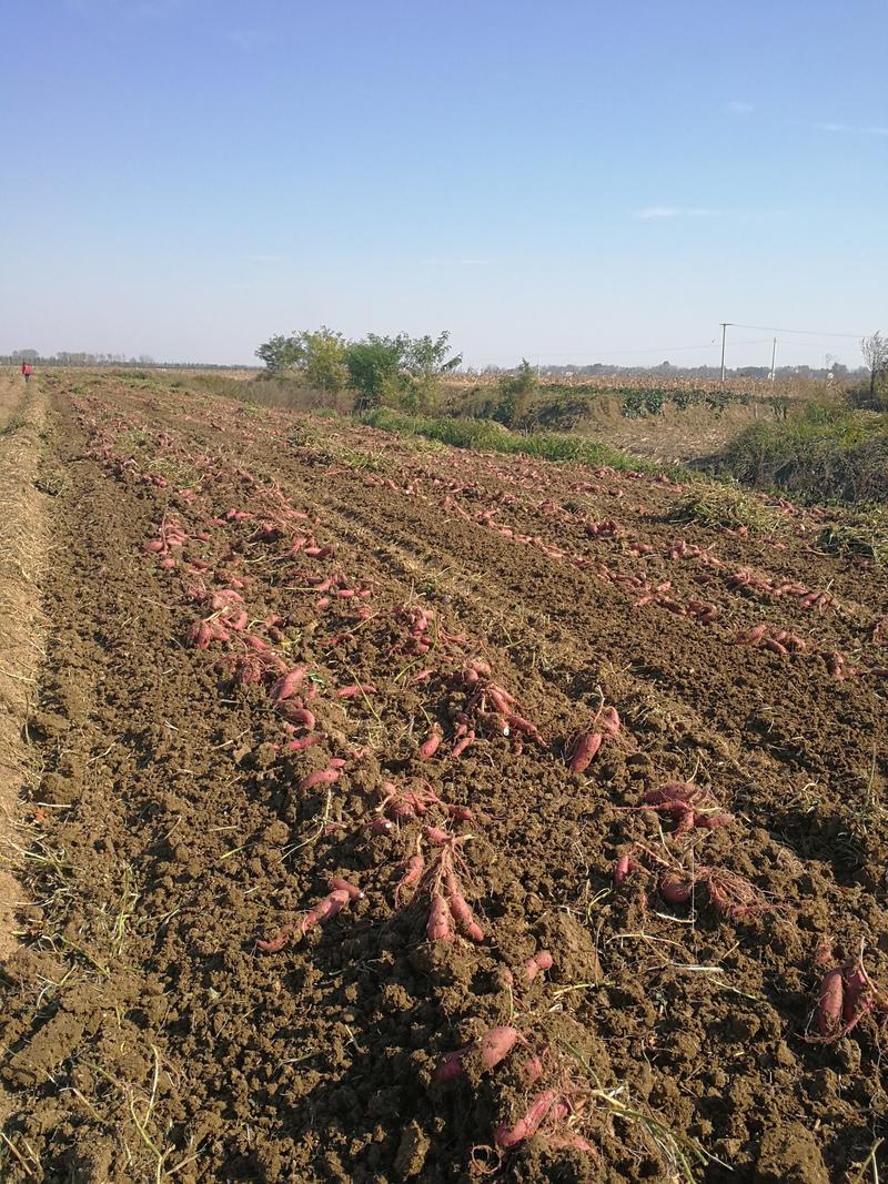 【基地直发】安徽商薯19红薯种，产量高，大量上市中