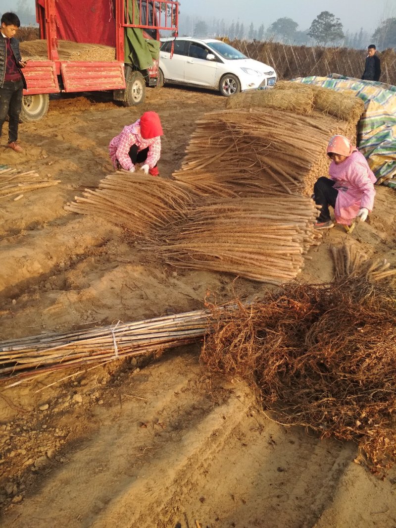 铁棍山药黄河故道的沙土地山药【欢迎咨询】保证质量