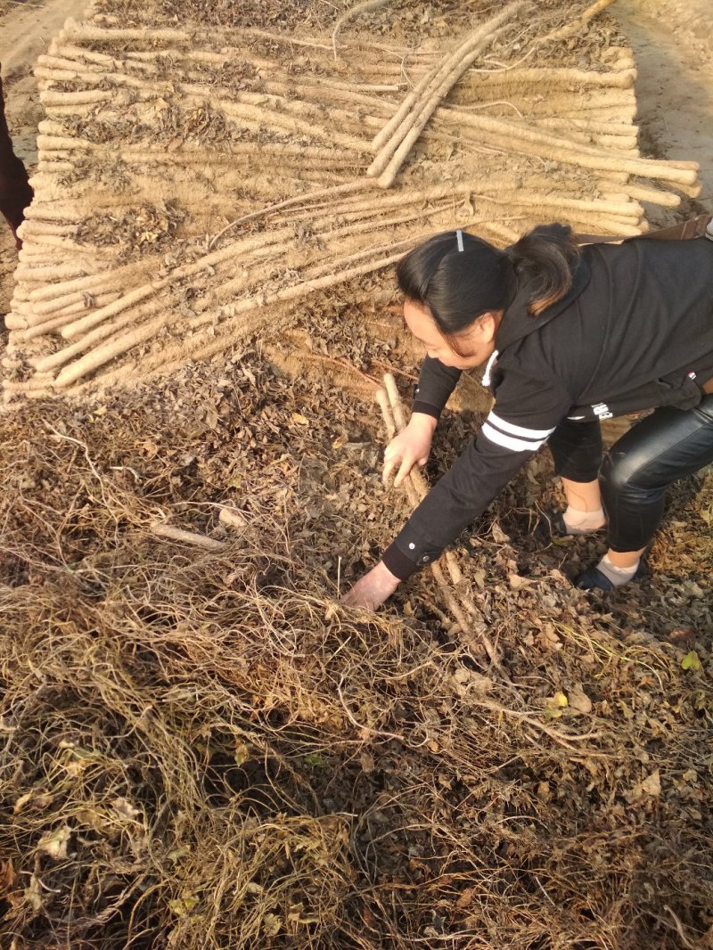 铁棍山药黄河故道的沙土地山药【欢迎咨询】保证质量