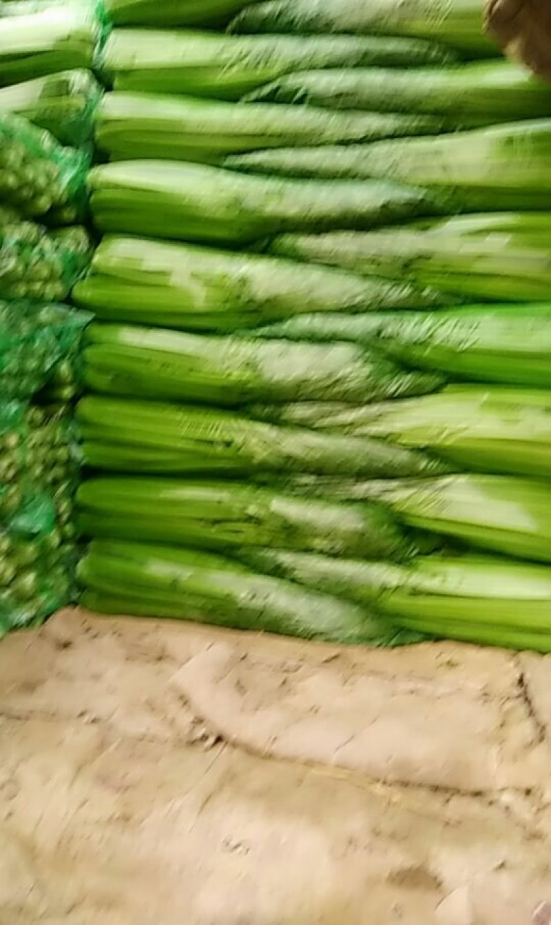 优质西芹