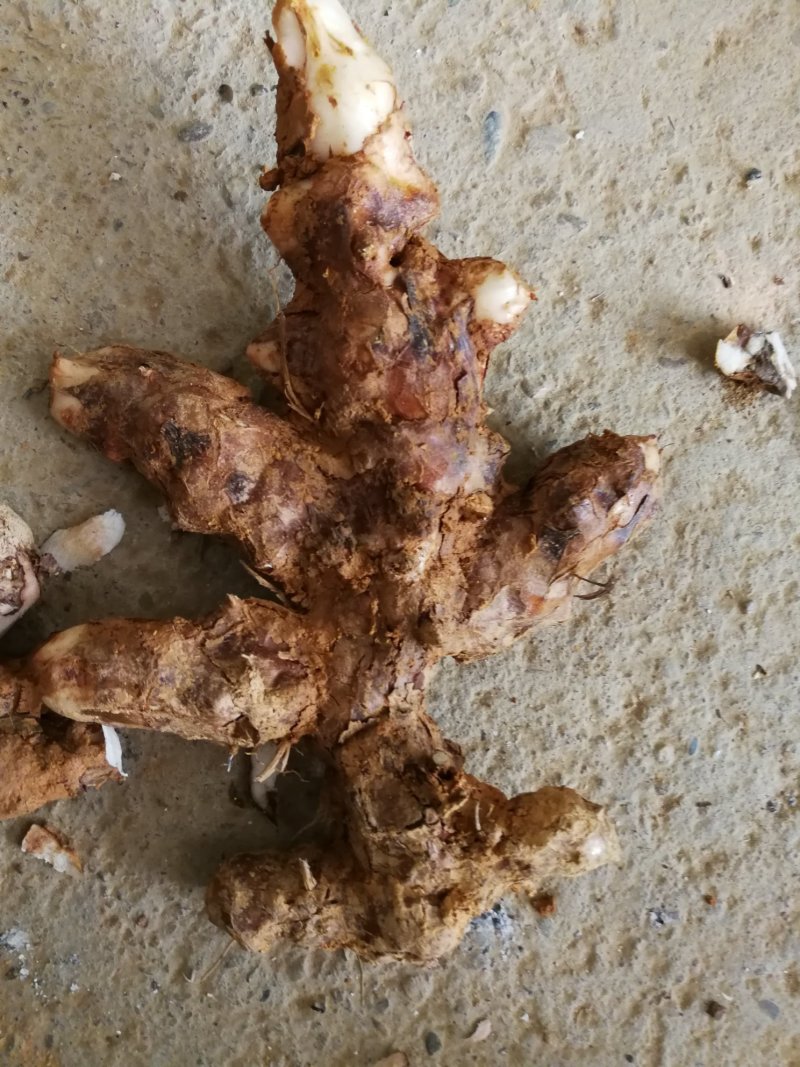 白肉土茯苓种子良种士茯苓基地直供保质保量包技术