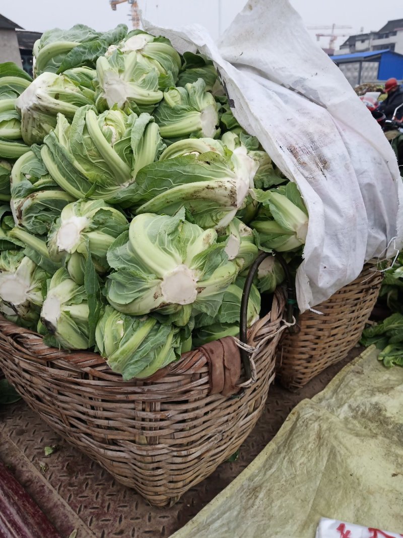 城固菜花1斤半斤以上和光头艳色乳白现货保质量保满意大量