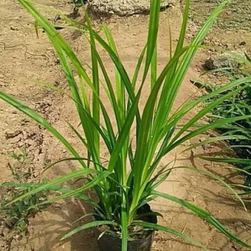 崂峪苔草，基地特价，宿根地被