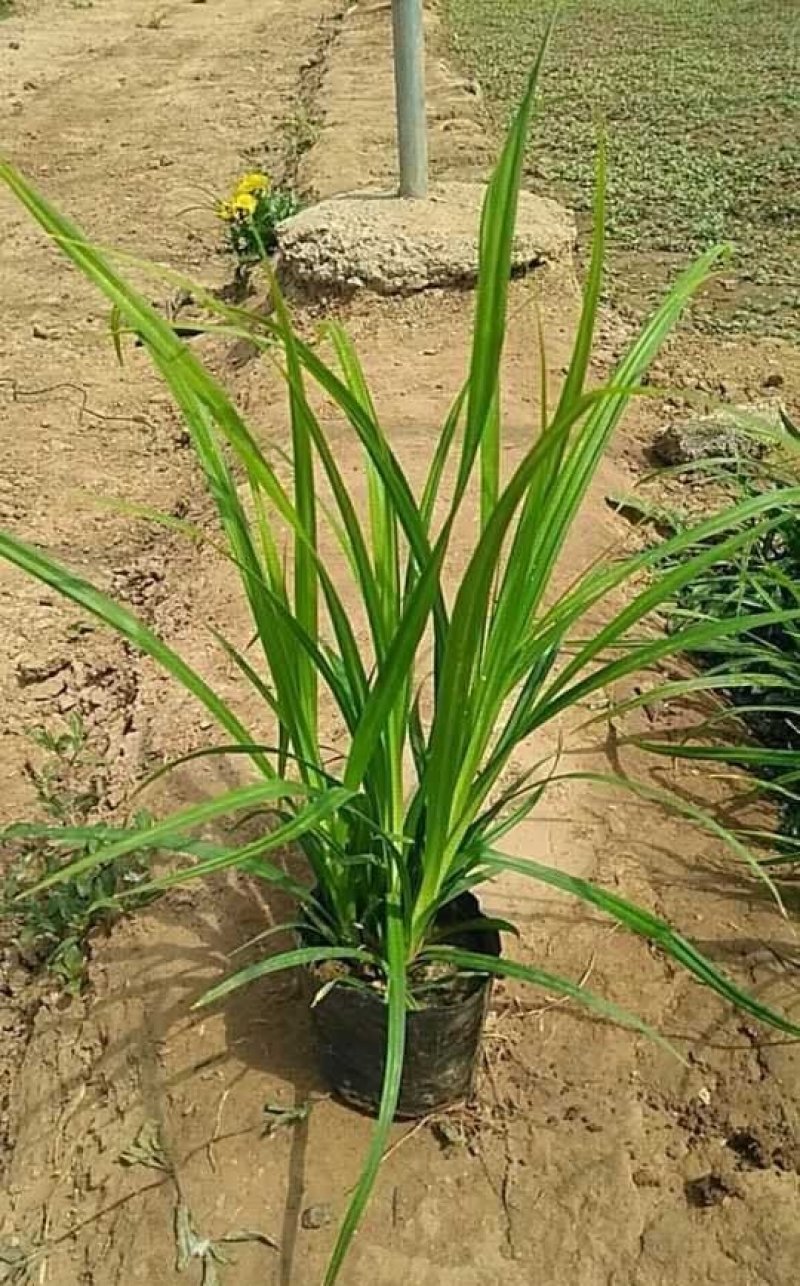 崂峪苔草，基地特价，宿根地被