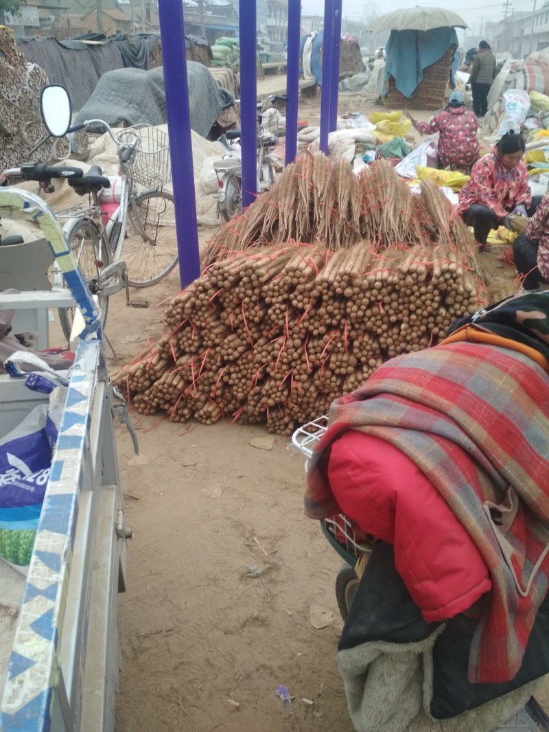 铁棍山药黄河故道的沙土地山药【欢迎咨询】保证质量