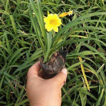 金娃娃萱草