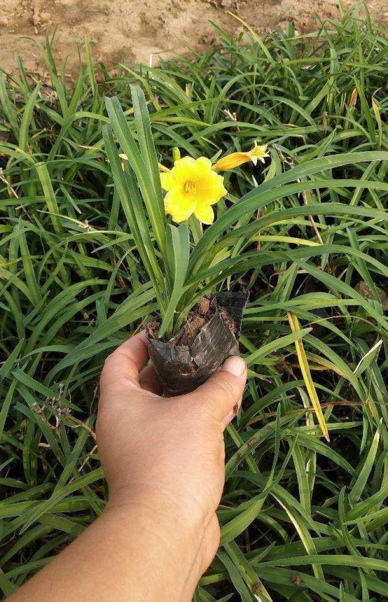 金娃娃萱草