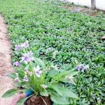 紫花地丁