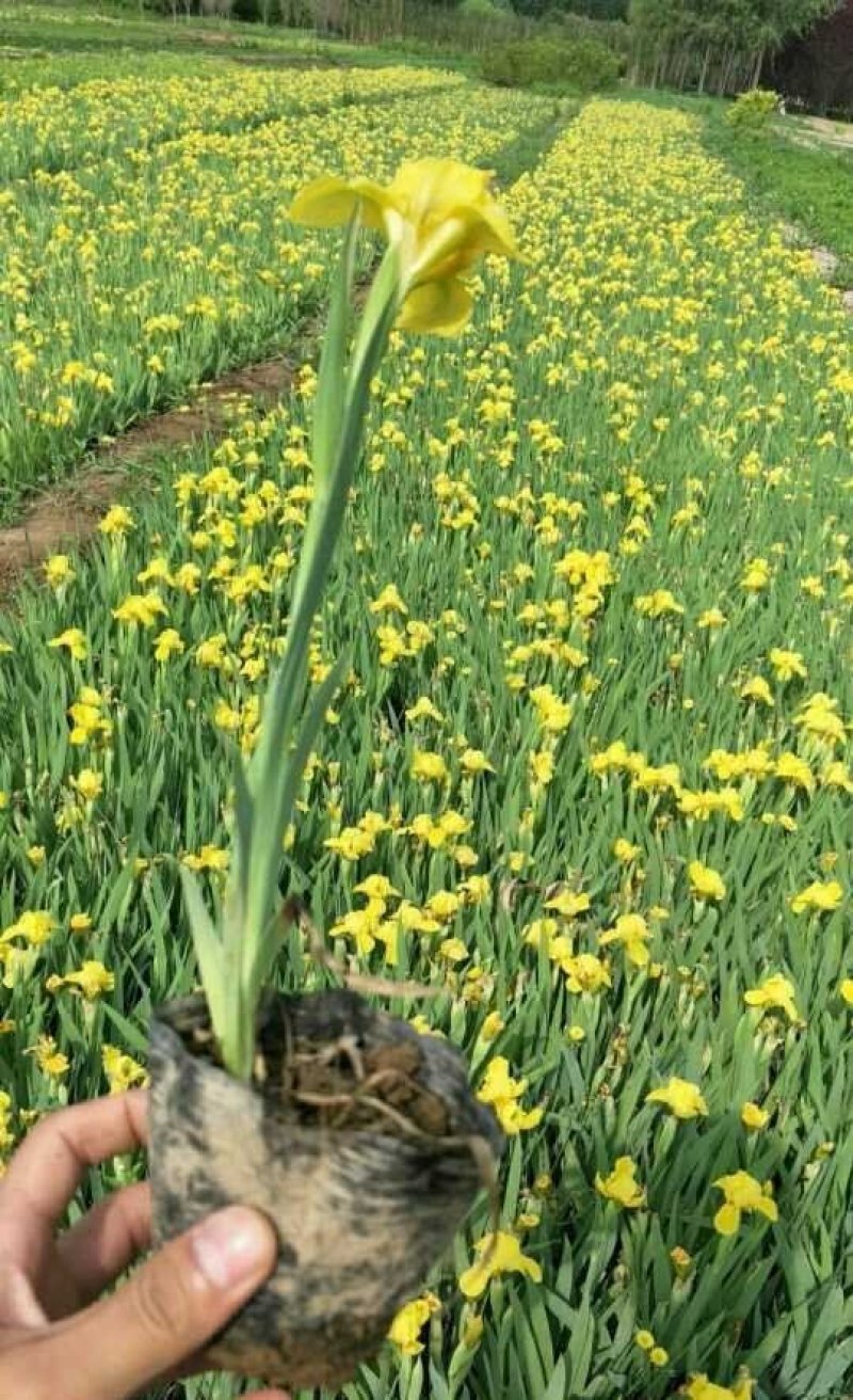 黄花鸢尾