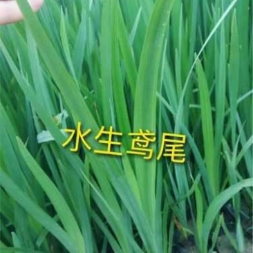 黄菖蒲