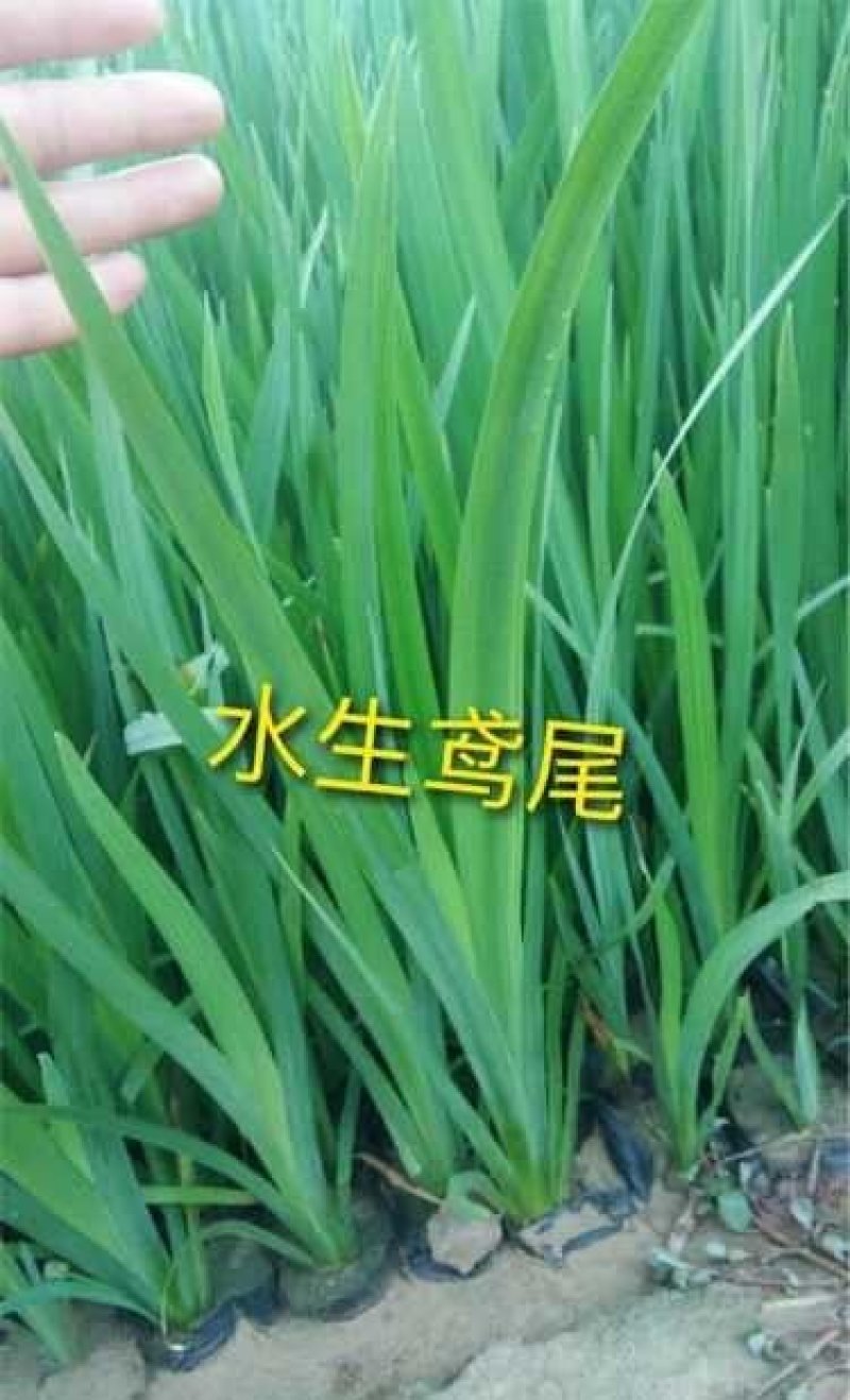 黄菖蒲