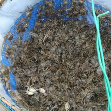 蟹苗！江苏苏州大母本蟹苗！六母八公大母本扣蟹苗大闸蟹苗