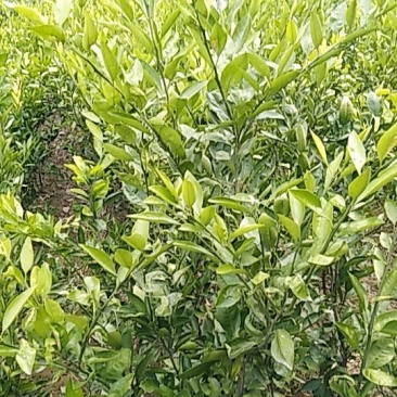 桔子树，枇杷树