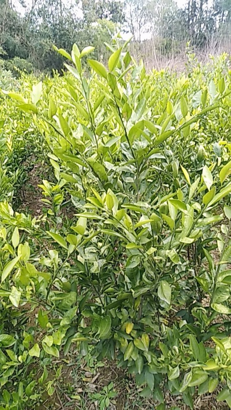 桔子树，枇杷树