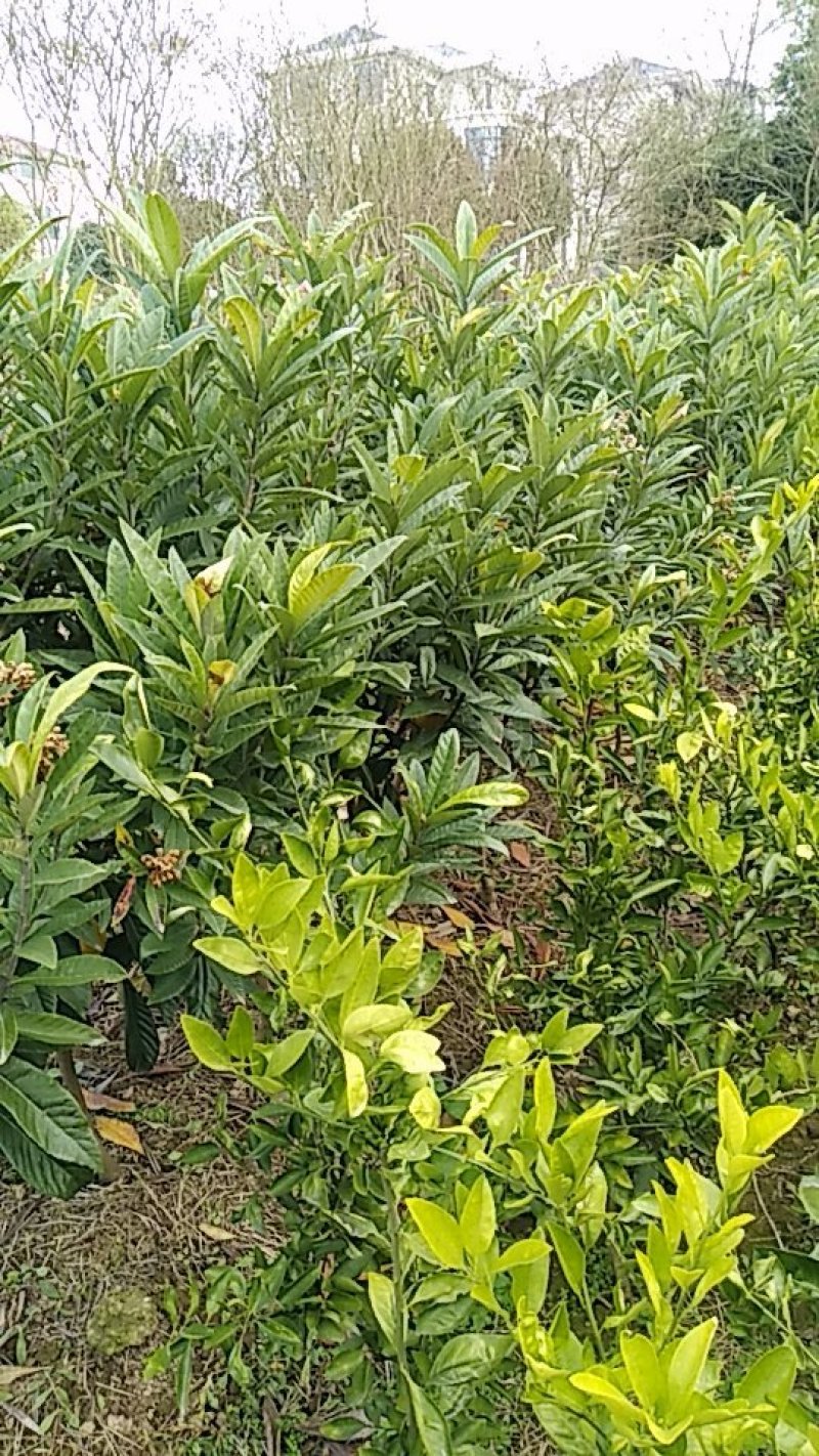 桔子树，枇杷树