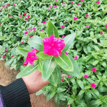 长春花