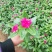长春花
