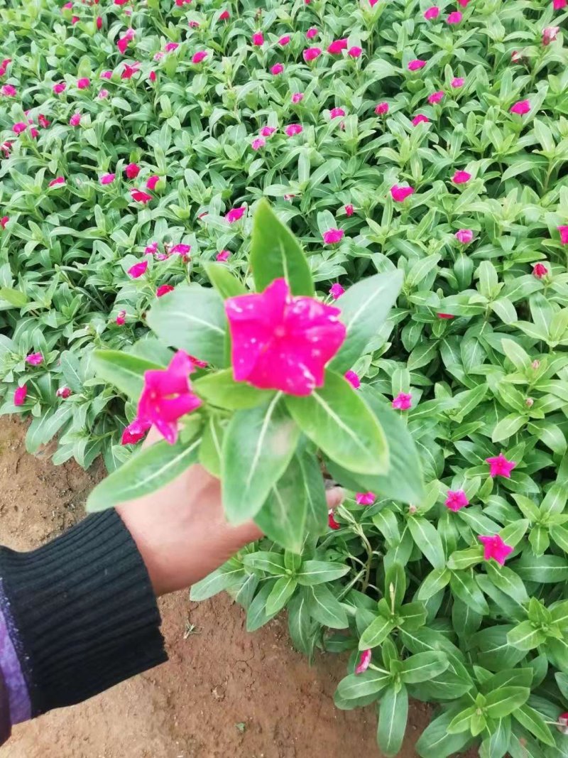长春花