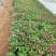 长春花