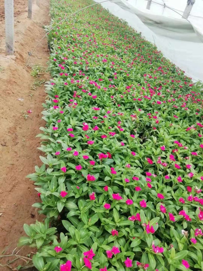 长春花