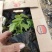 大花秋葵