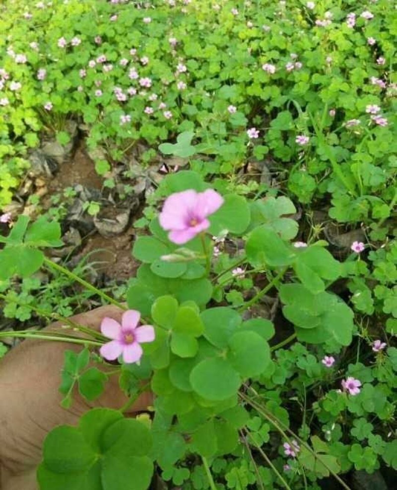 红花酢浆草