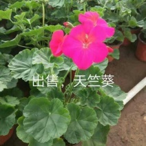 天竺葵