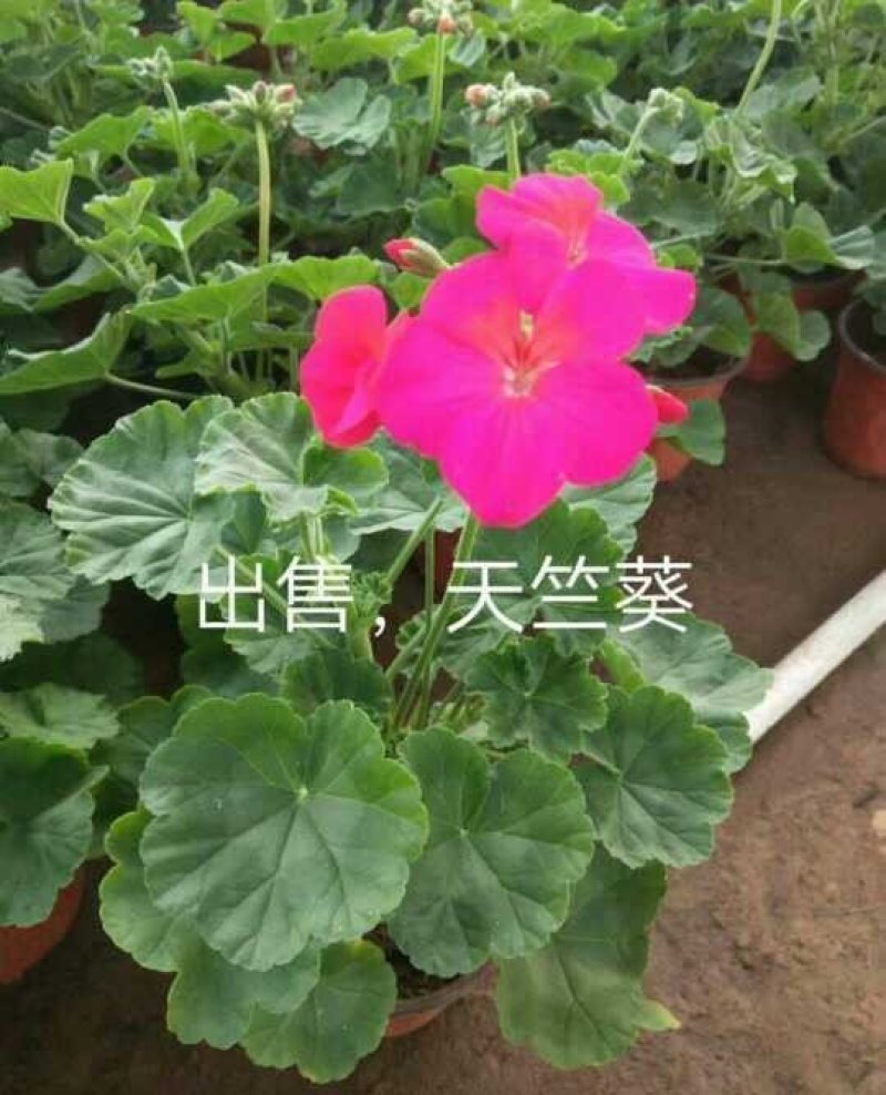 天竺葵