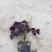 紫叶酢浆草