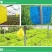 （买百送十）双面黄板果园专用蓝板贴蓟马白粉虱诱虫板粘飞虫